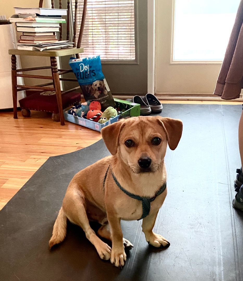 Cooper - adoption pending, Adopted, Young Male Mixed Breed.