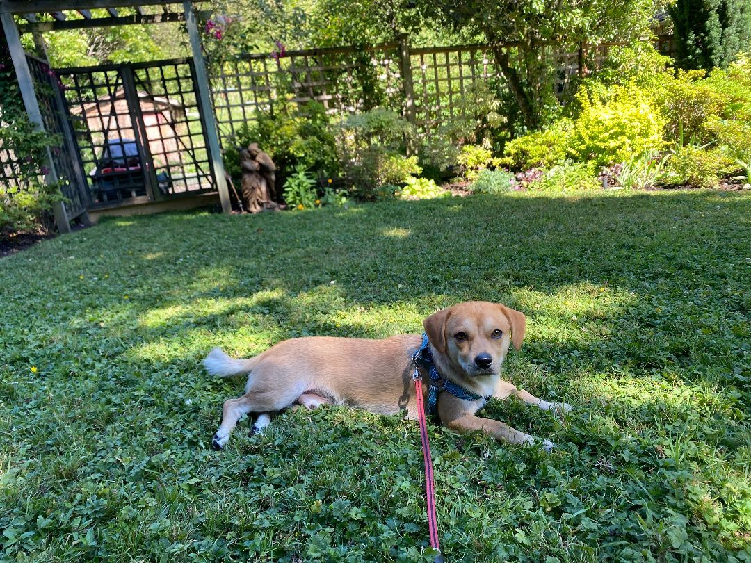 Enlarge Cooper - adoption pending, a Adopted Mixed Breed in Richmond, BC image 2/9