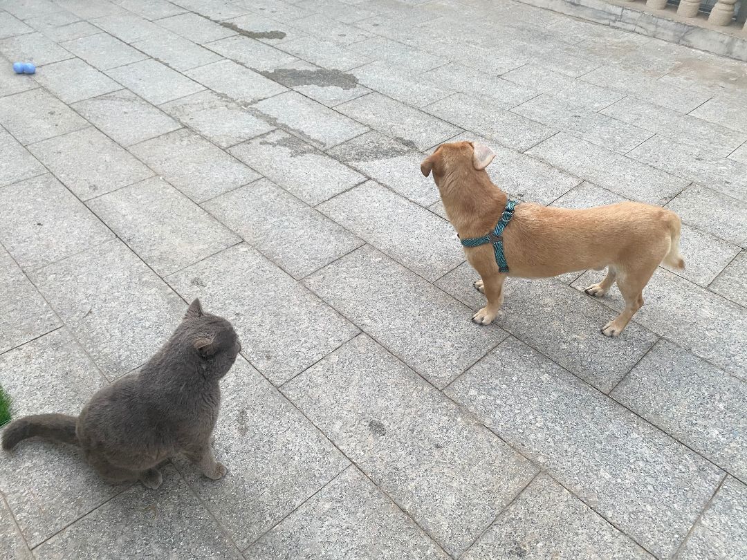 Enlarge Cooper - adoption pending, a Adopted Mixed Breed in Richmond, BC image 3/9