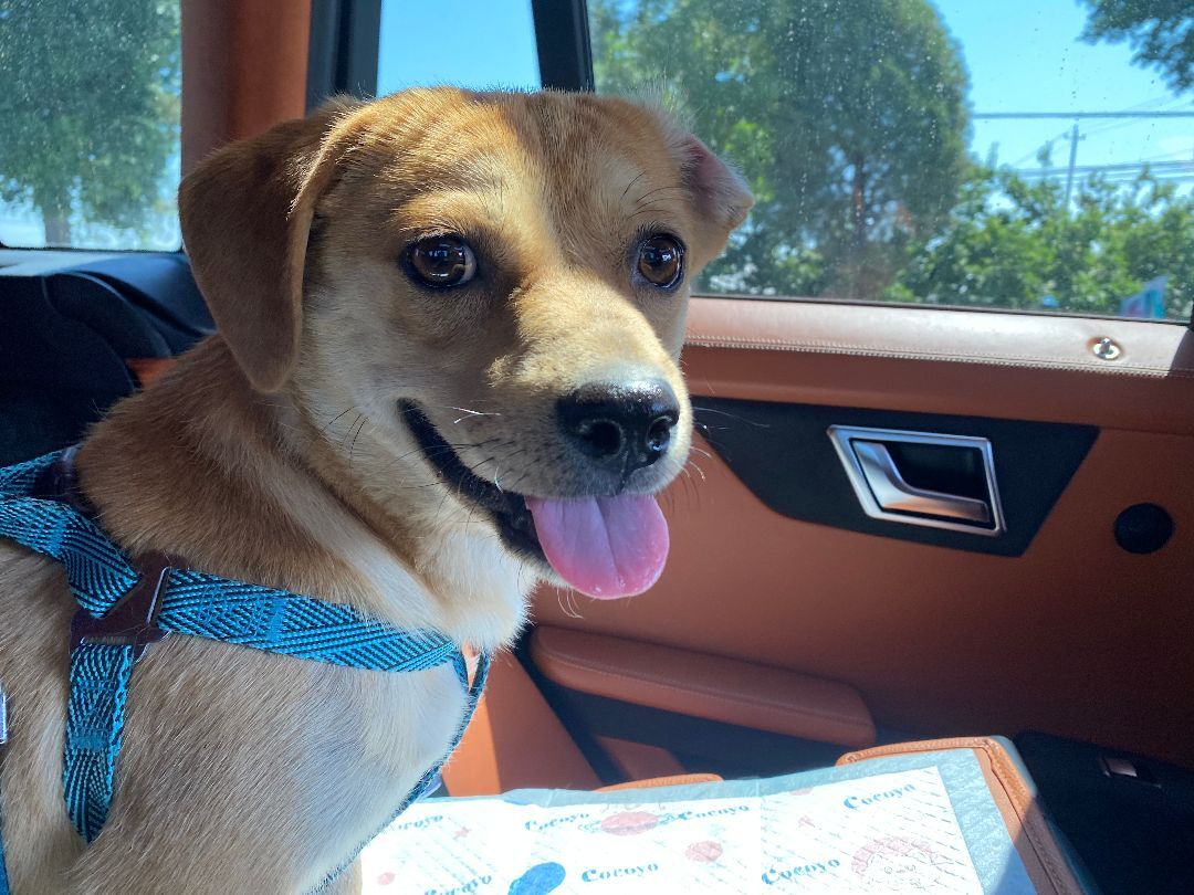 Enlarge Cooper - adoption pending, a Adopted Mixed Breed in Richmond, BC image 4/9