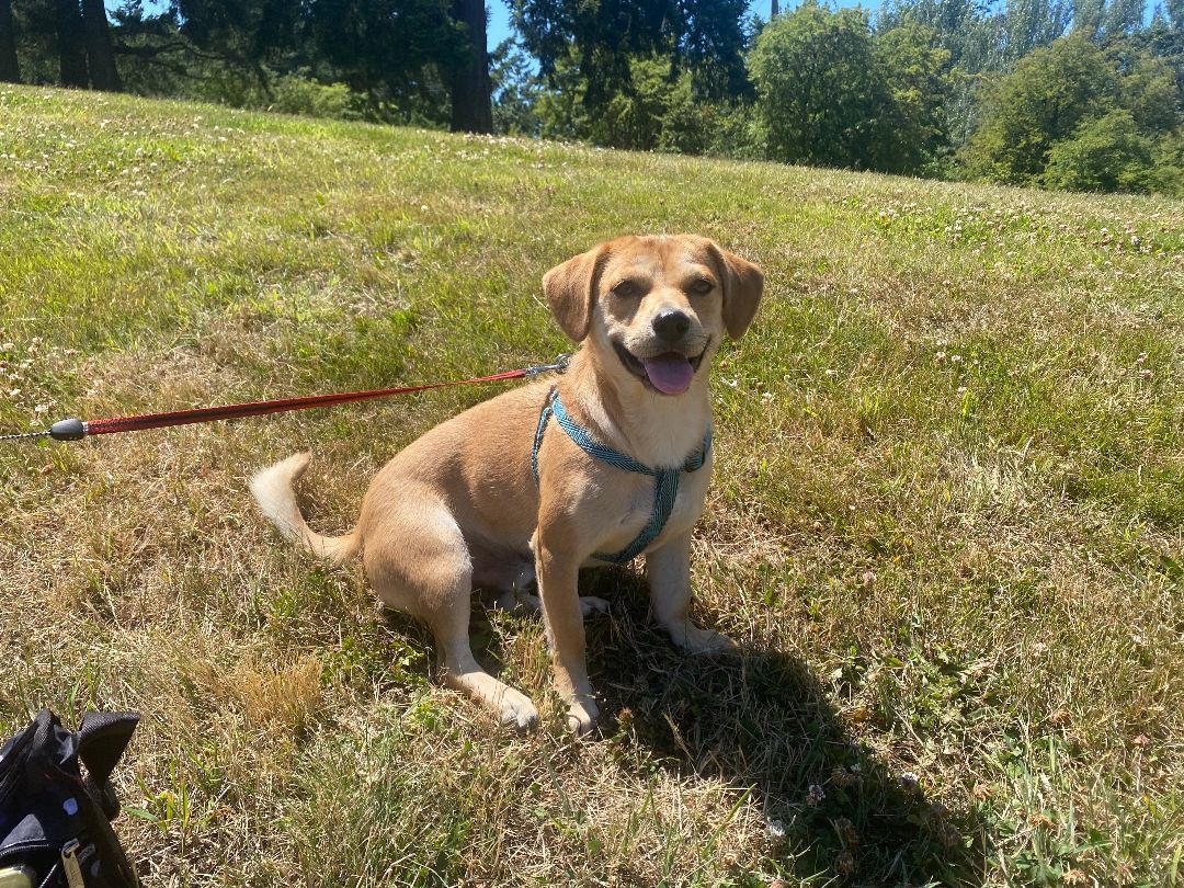 Enlarge Cooper - adoption pending, a Adopted Mixed Breed in Richmond, BC image 5/9