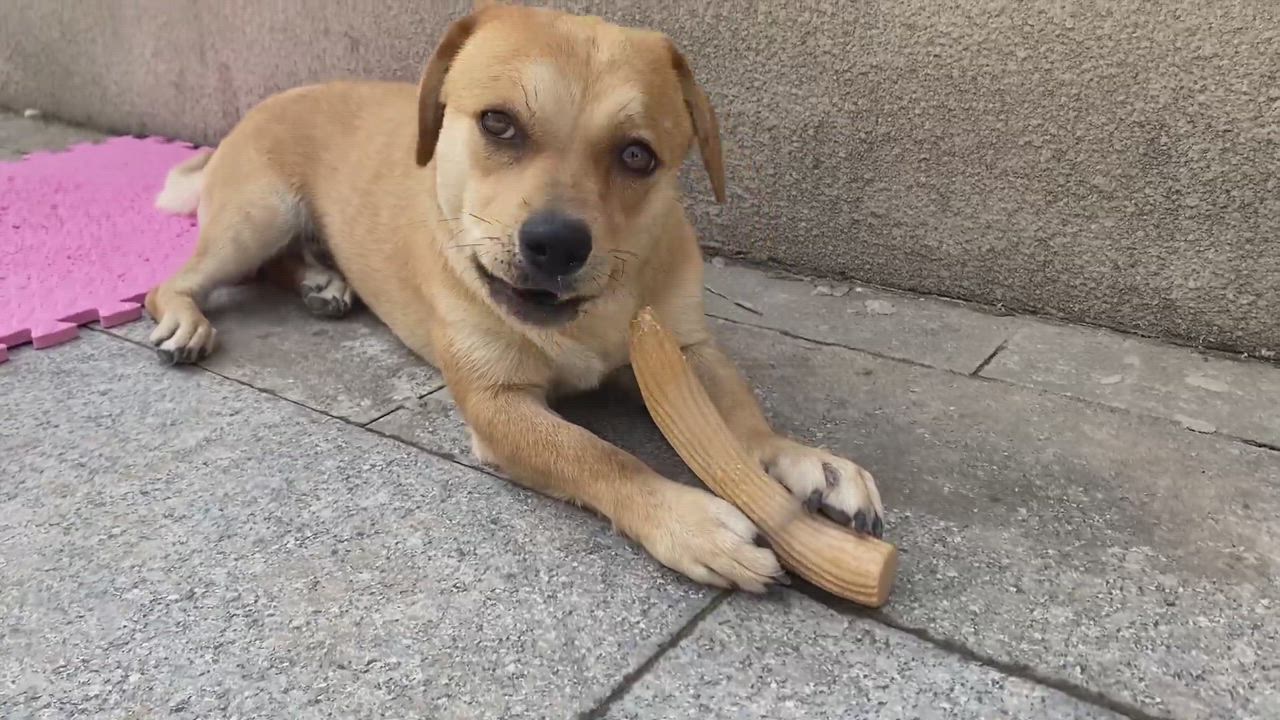 Enlarge Cooper - adoption pending, a Adopted Mixed Breed in Richmond, BC video 7/9