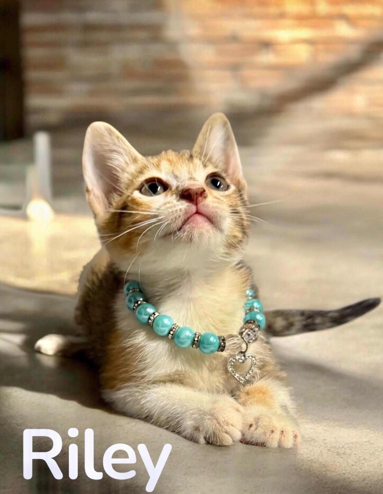 Riley, ADOPTABLE, Kitten Female Domestic Short Hair.
