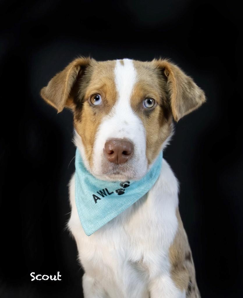 Scout, adopted, Young Male Australian Shepherd.