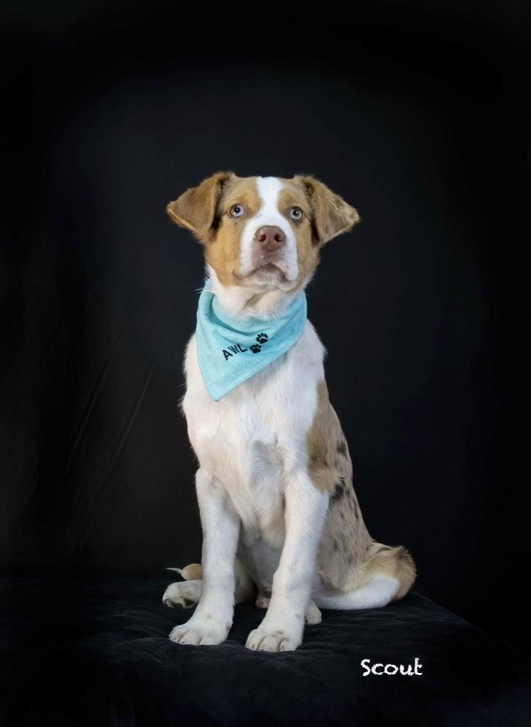 Scout, an adopted Australian Shepherd in Manchester, CT image 2/3