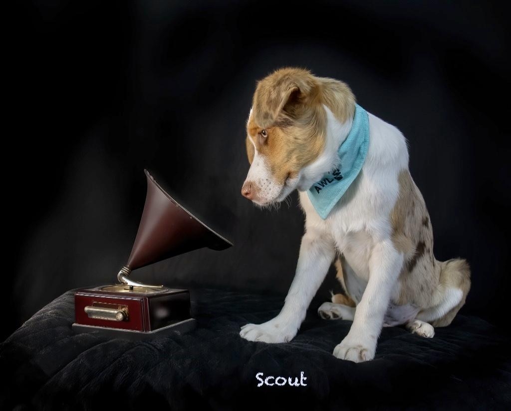 Scout, an adopted Australian Shepherd in Manchester, CT image 3/3