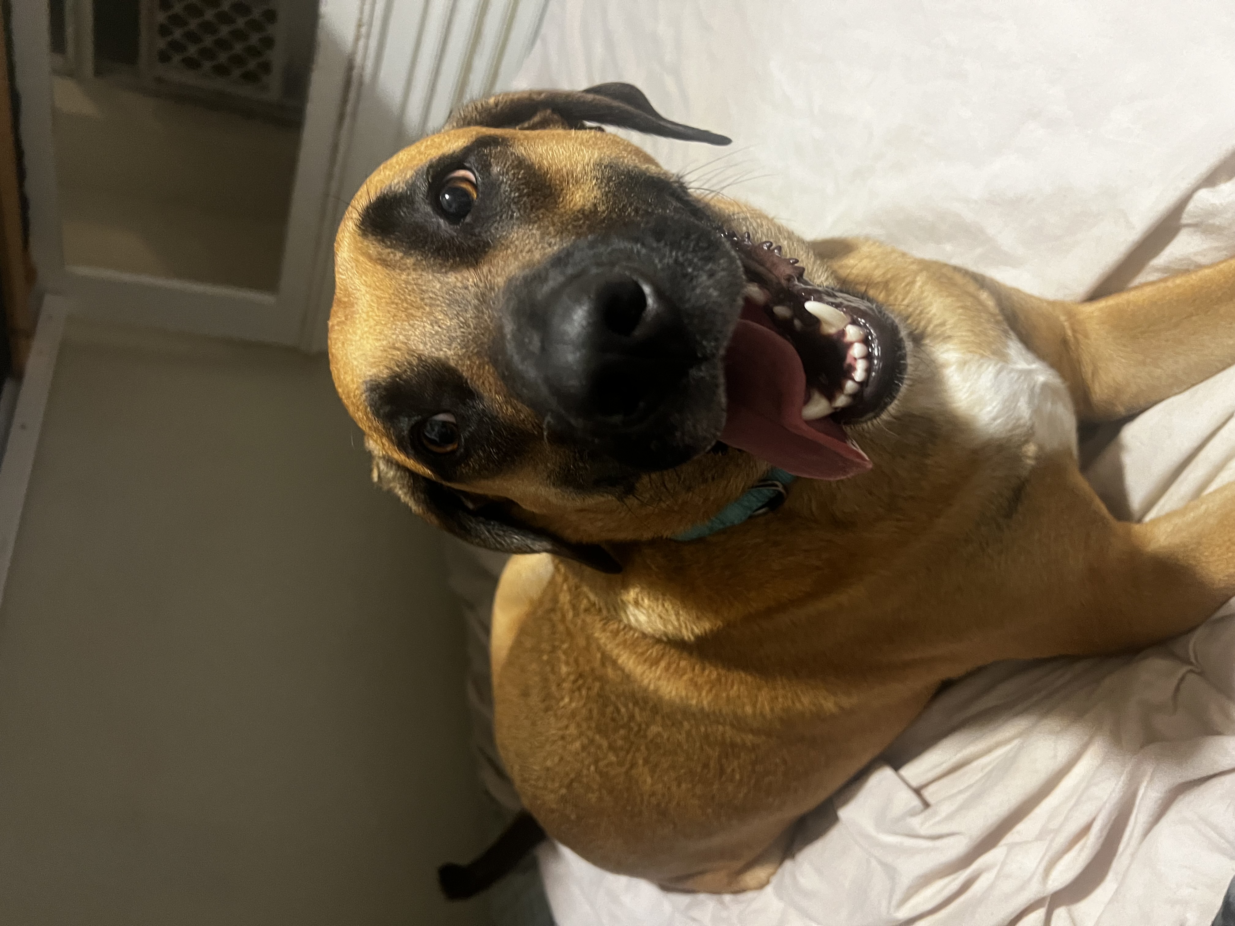 Mack aka Mack Miller, a Adoptable mixed breed in Temple, TX image 1/6