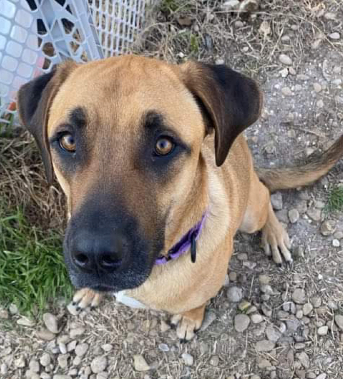 Mack aka Mack Miller, a Adoptable mixed breed in Temple, TX image 2/6