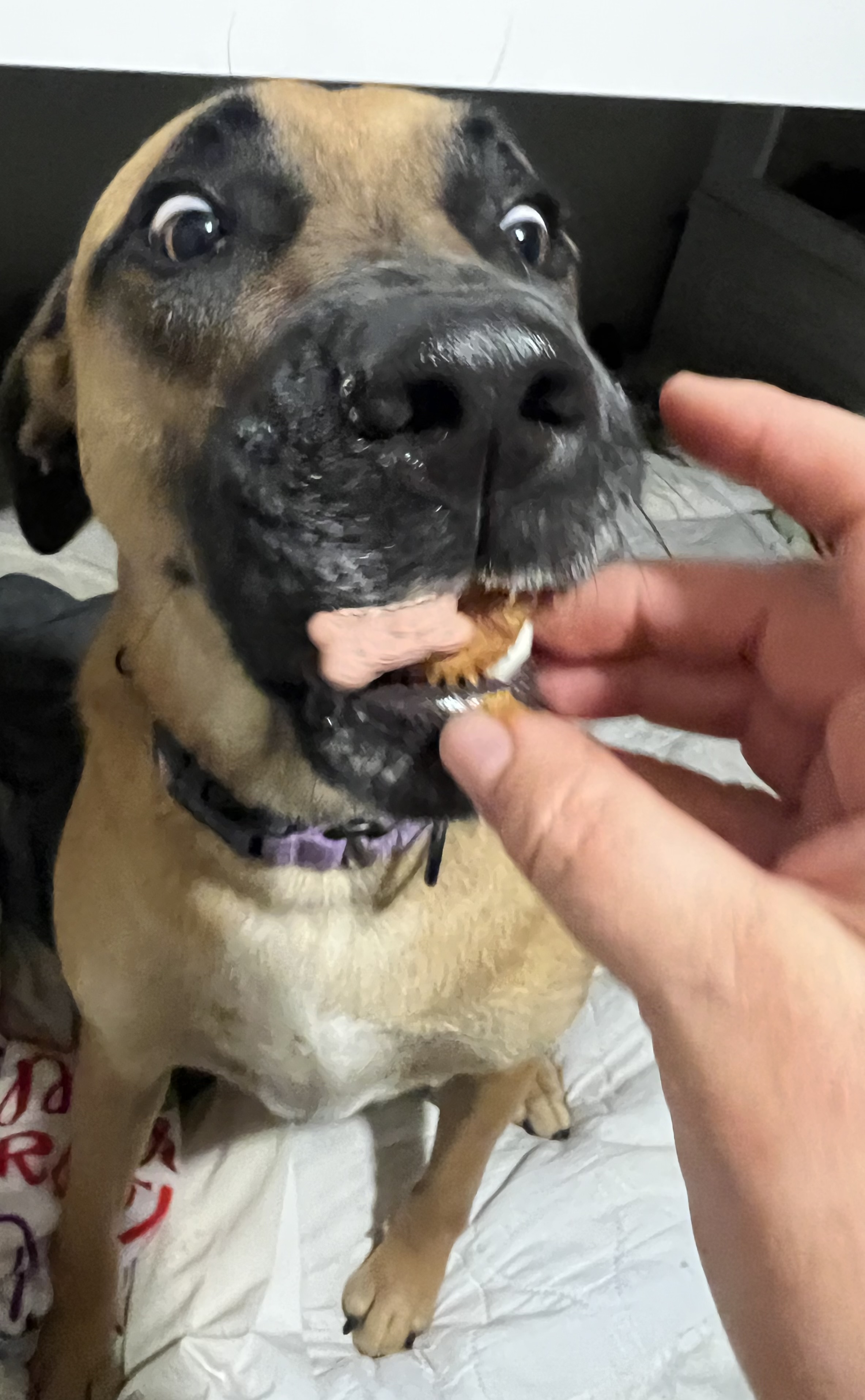 Mack aka Mack Miller, a Adoptable mixed breed in Temple, TX image 3/6