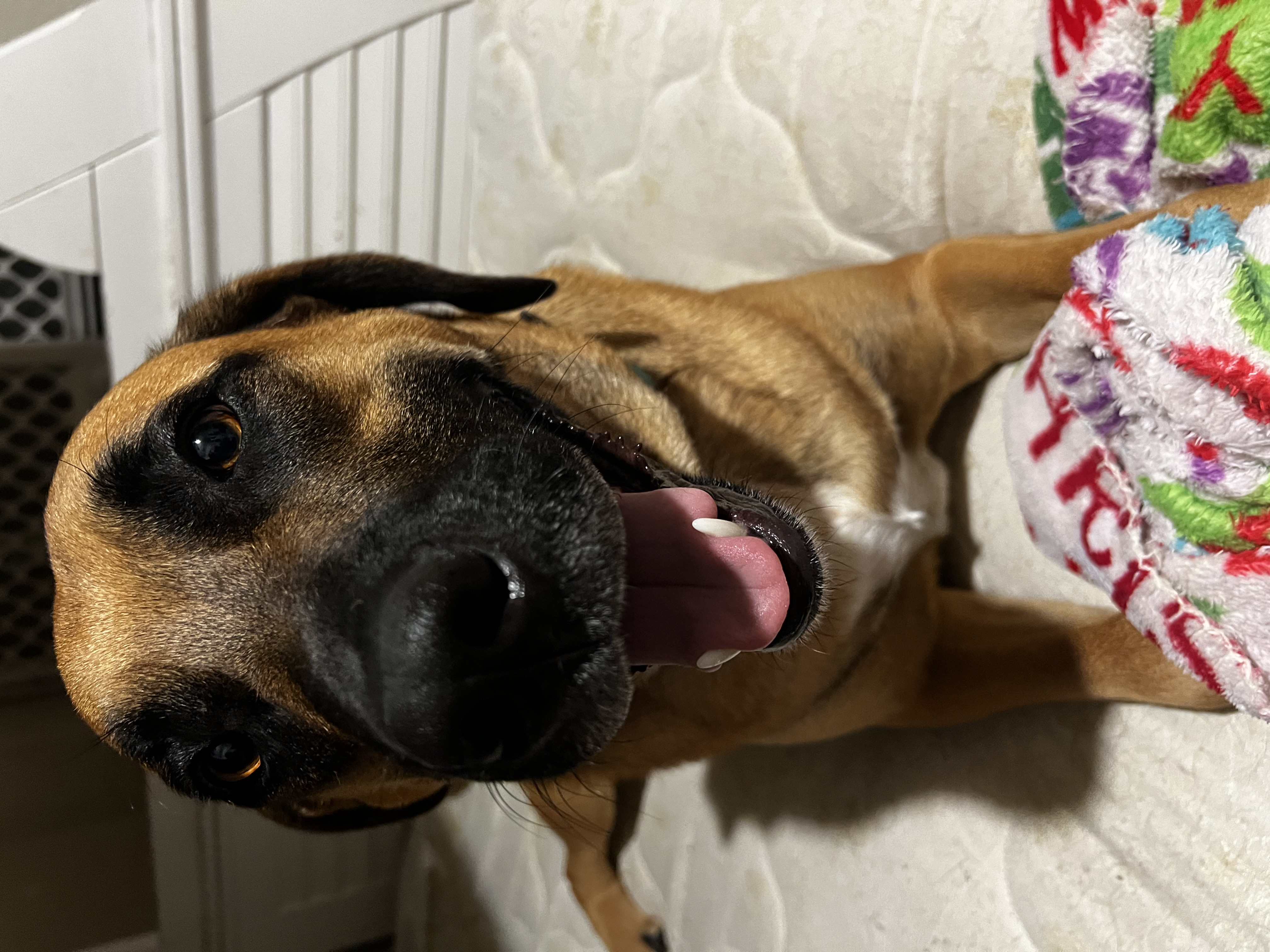 Mack aka Mack Miller, a Adoptable mixed breed in Temple, TX image 4/6