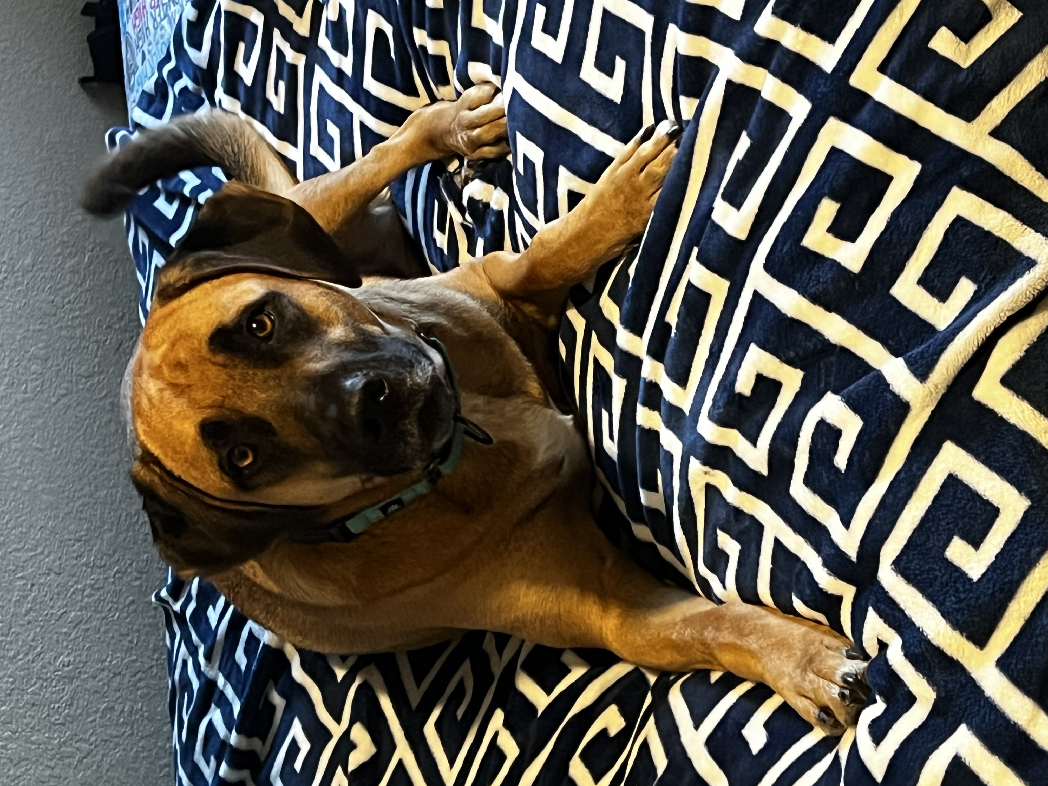 Mack aka Mack Miller, a Adoptable mixed breed in Temple, TX image 5/6