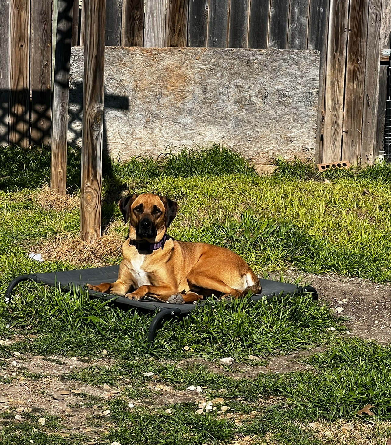 Mack aka Mack Miller, a Adoptable mixed breed in Temple, TX image 6/6