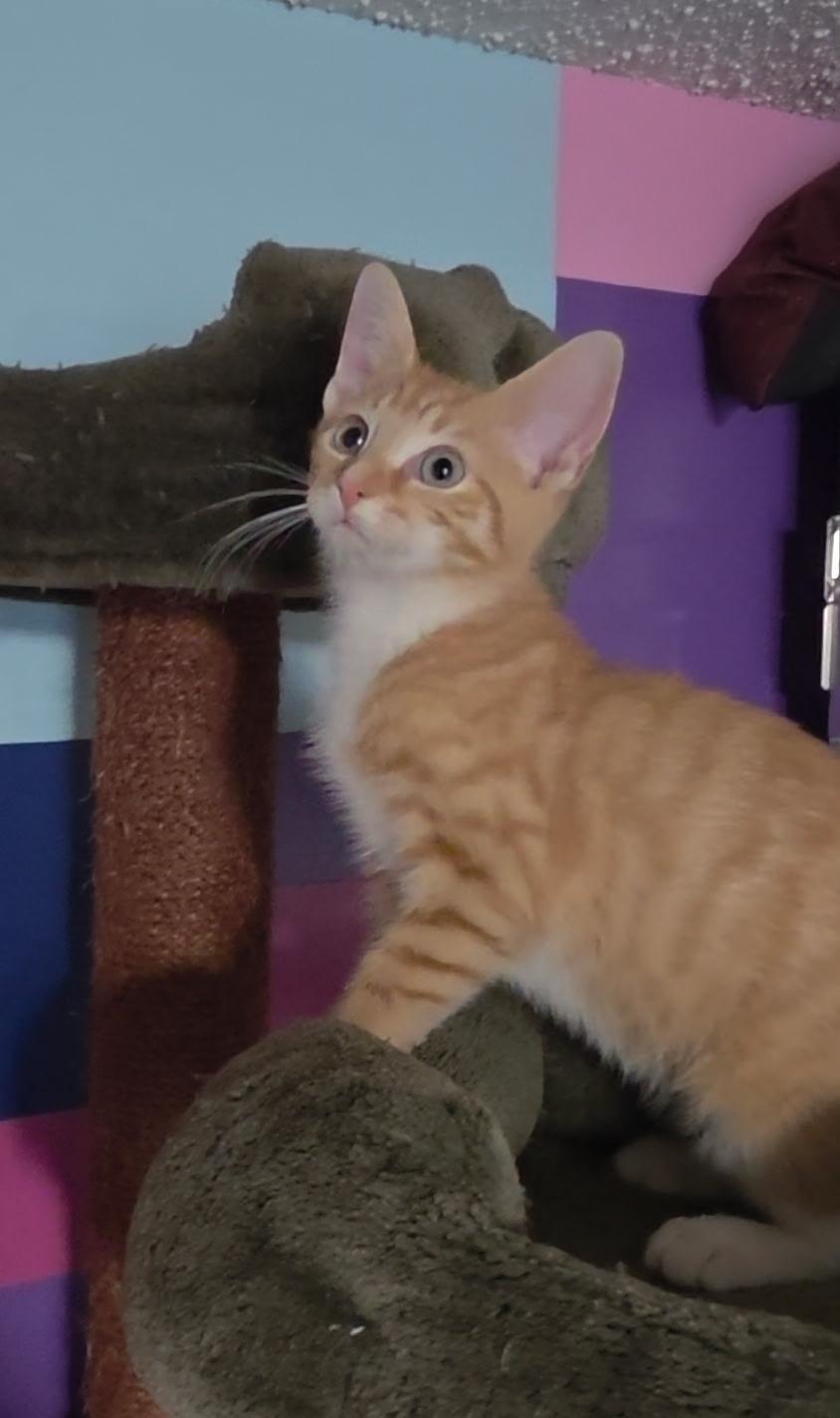 Prince Harry, a ADOPTABLE Domestic Short Hair in Reisterstown, MD image 2/3