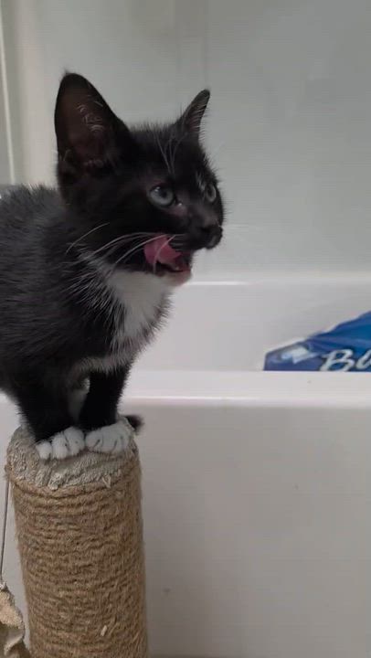 Enlarge Prince Harry, a ADOPTABLE Domestic Short Hair in Reisterstown, MD video 3/3