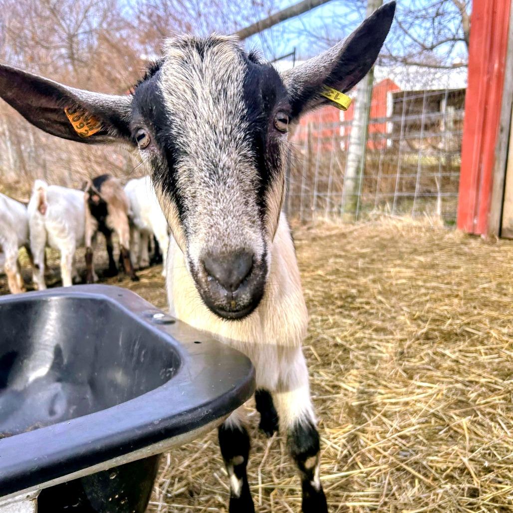 Enlarge Molesley, a Adoptable Goat in Fairport, NY image 1/2