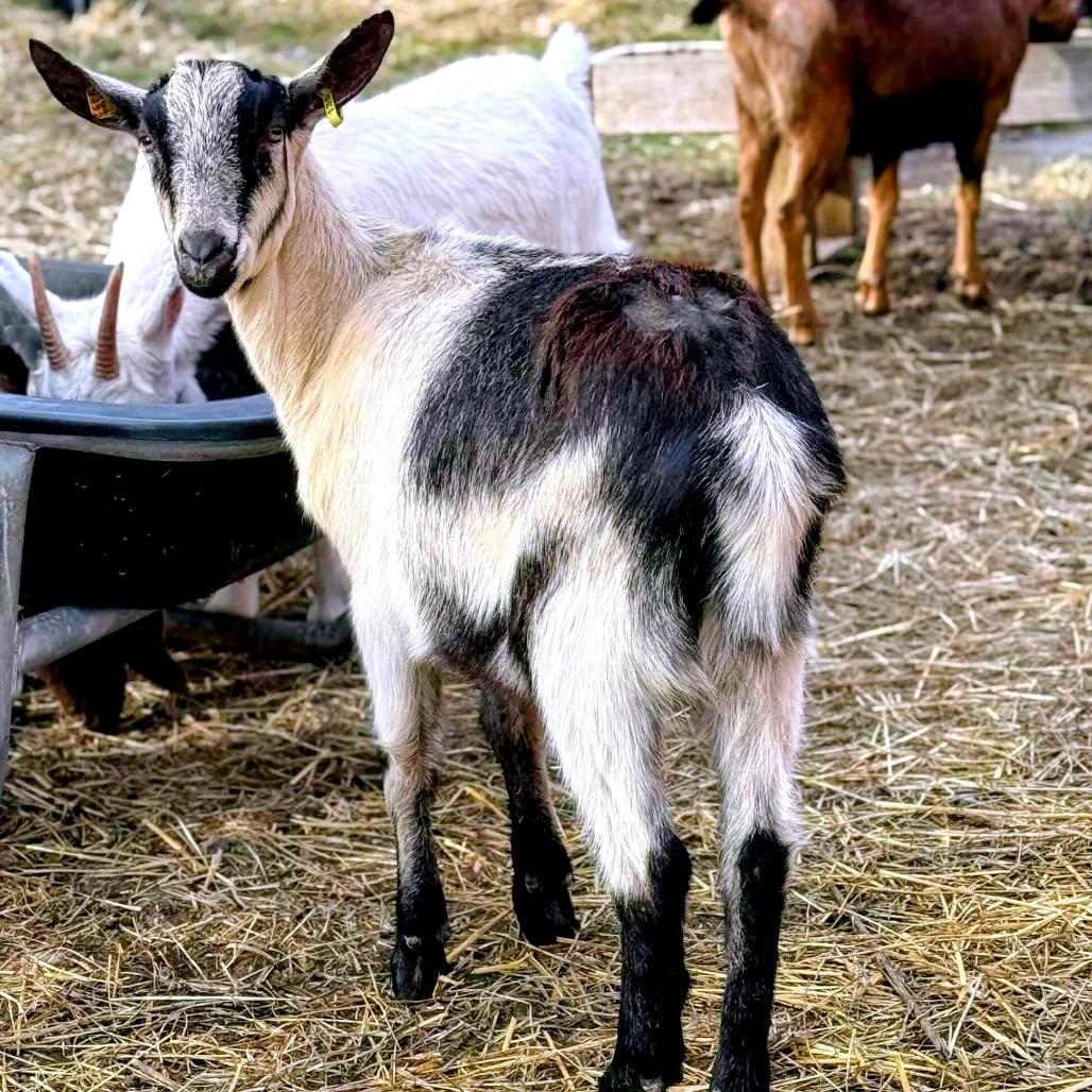 Enlarge Molesley, a Adoptable Goat in Fairport, NY image 2/2