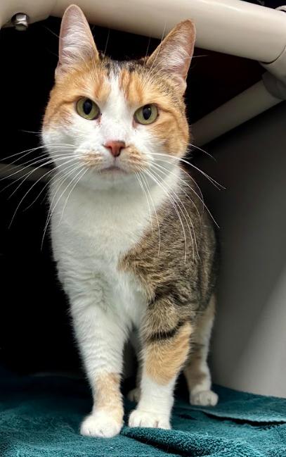 Stumpy, ADOPTABLE, Adult Female Manx.