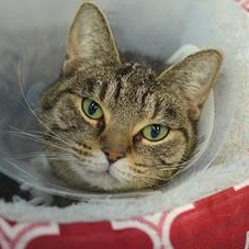 Priya @ Petsmart — thumbnail 2