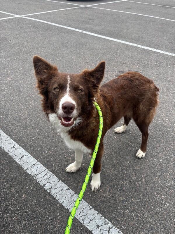 Reeses, Adoptable, Young Female Border Collie.