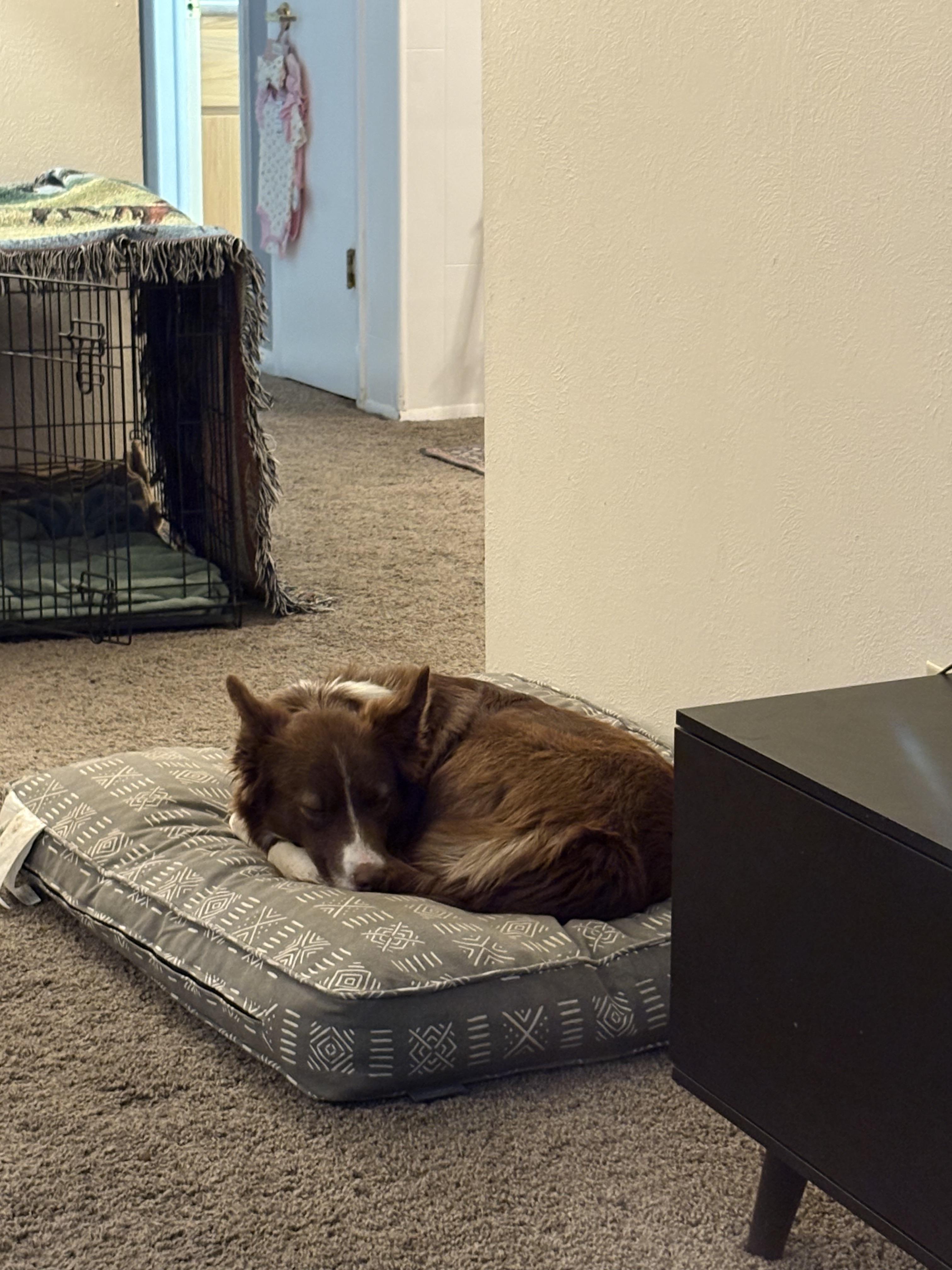 Reeses, a Adoptable Border Collie in Boulder, CO image 2/5