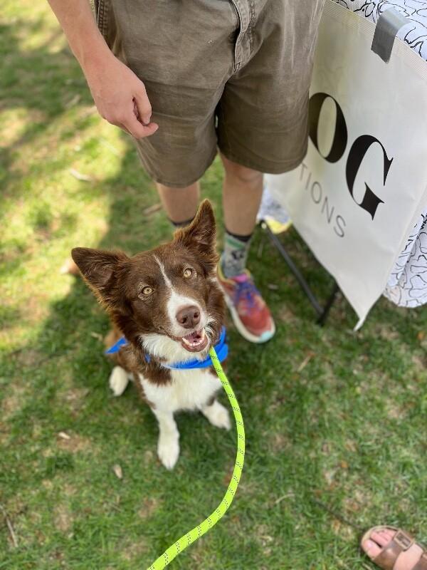 Reeses, a Adoptable Border Collie in Boulder, CO image 3/5