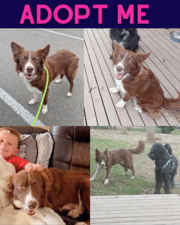Reeses, a Adoptable Border Collie in Boulder, CO image 4/5