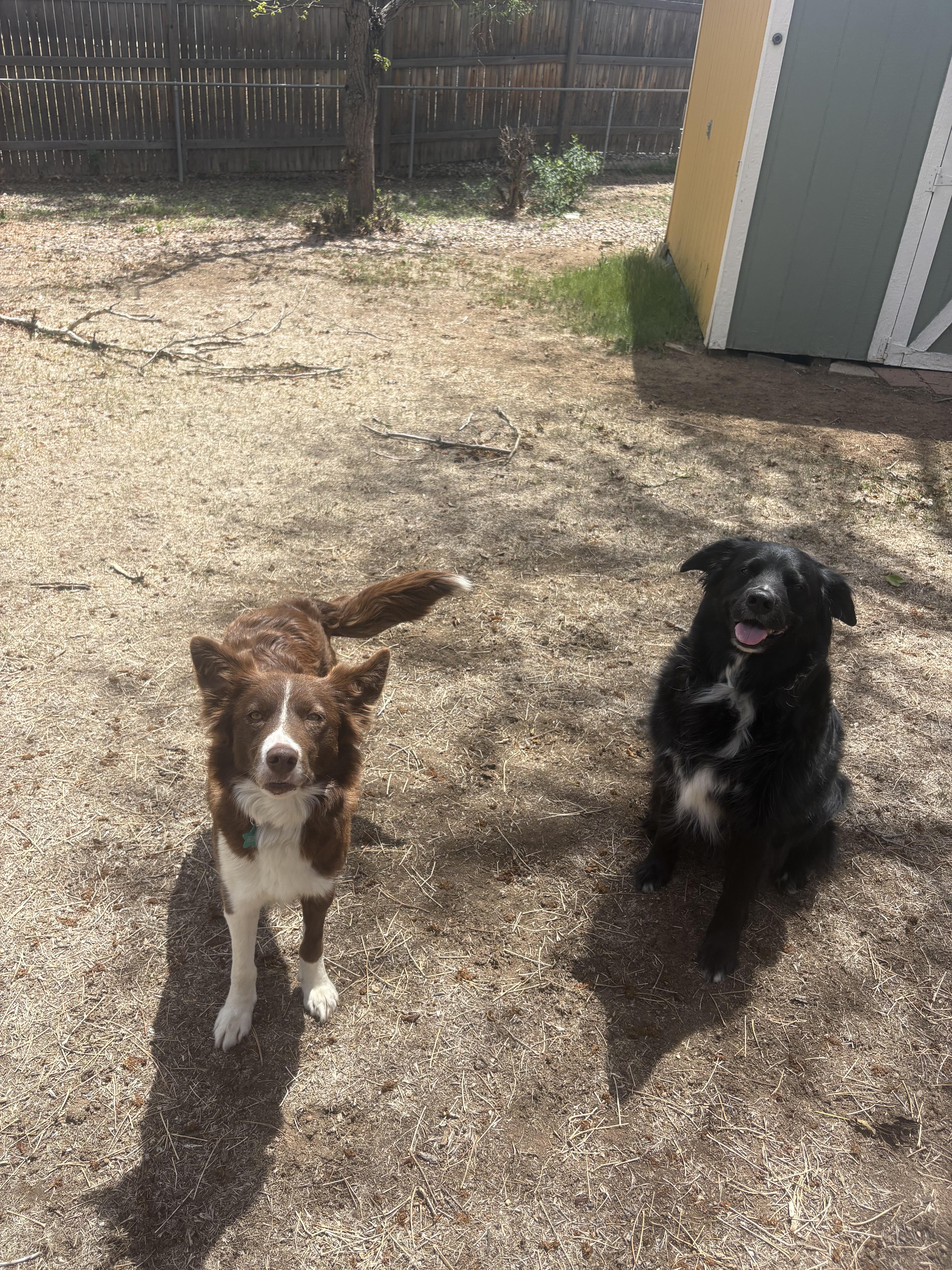 Reeses, a Adoptable Border Collie in Boulder, CO image 5/5