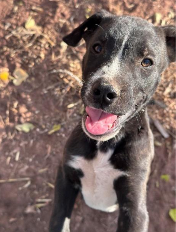 Enlarge Albert, a Adopted Mixed Breed in Jemez Springs, NM image 1/2