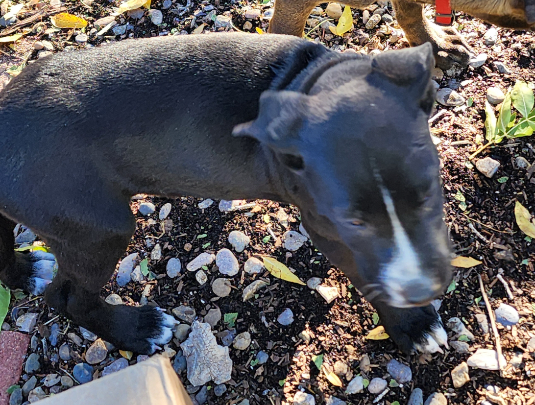 Enlarge Albert, a Adopted Mixed Breed in Jemez Springs, NM image 2/2