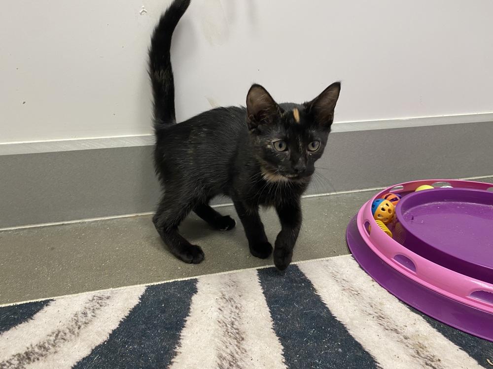 Scully, Adoptable, Kitten Female Domestic Short Hair.