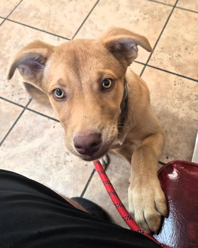 Enlarge Autumn, an adopted mixed breed in Houston, TX image 2/5