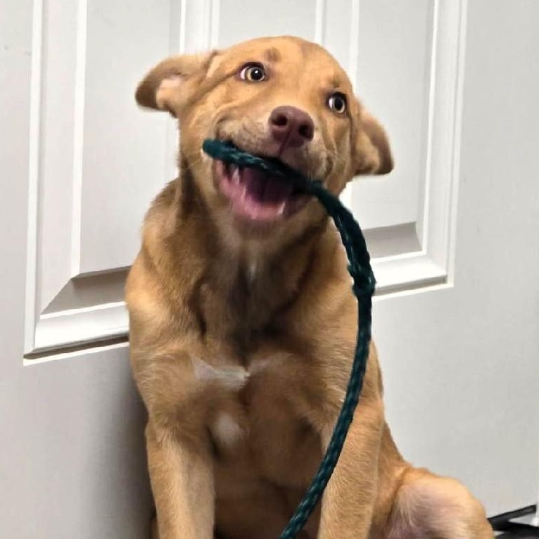 Enlarge Autumn, an adopted mixed breed in Houston, TX image 1/5