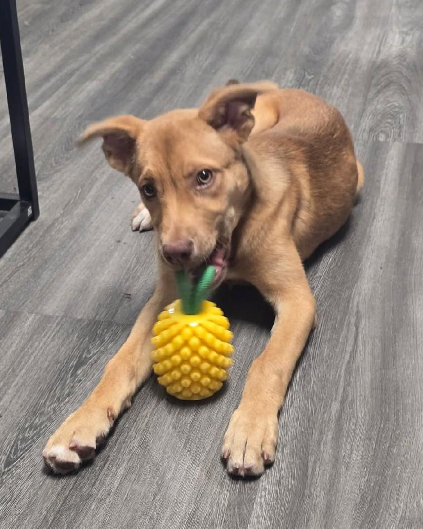 Enlarge Autumn, an adopted mixed breed in Houston, TX image 5/5