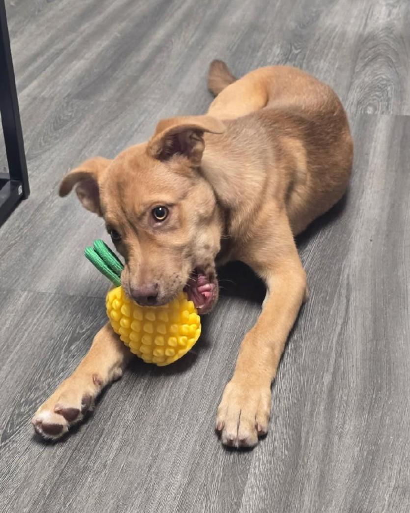 Enlarge Autumn, an adopted mixed breed in Houston, TX image 4/5