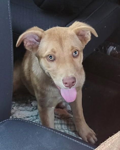 Enlarge Autumn, an adopted mixed breed in Houston, TX image 3/5