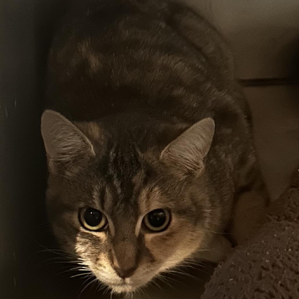 Twister, Adoptable, Young Female Domestic Short Hair.