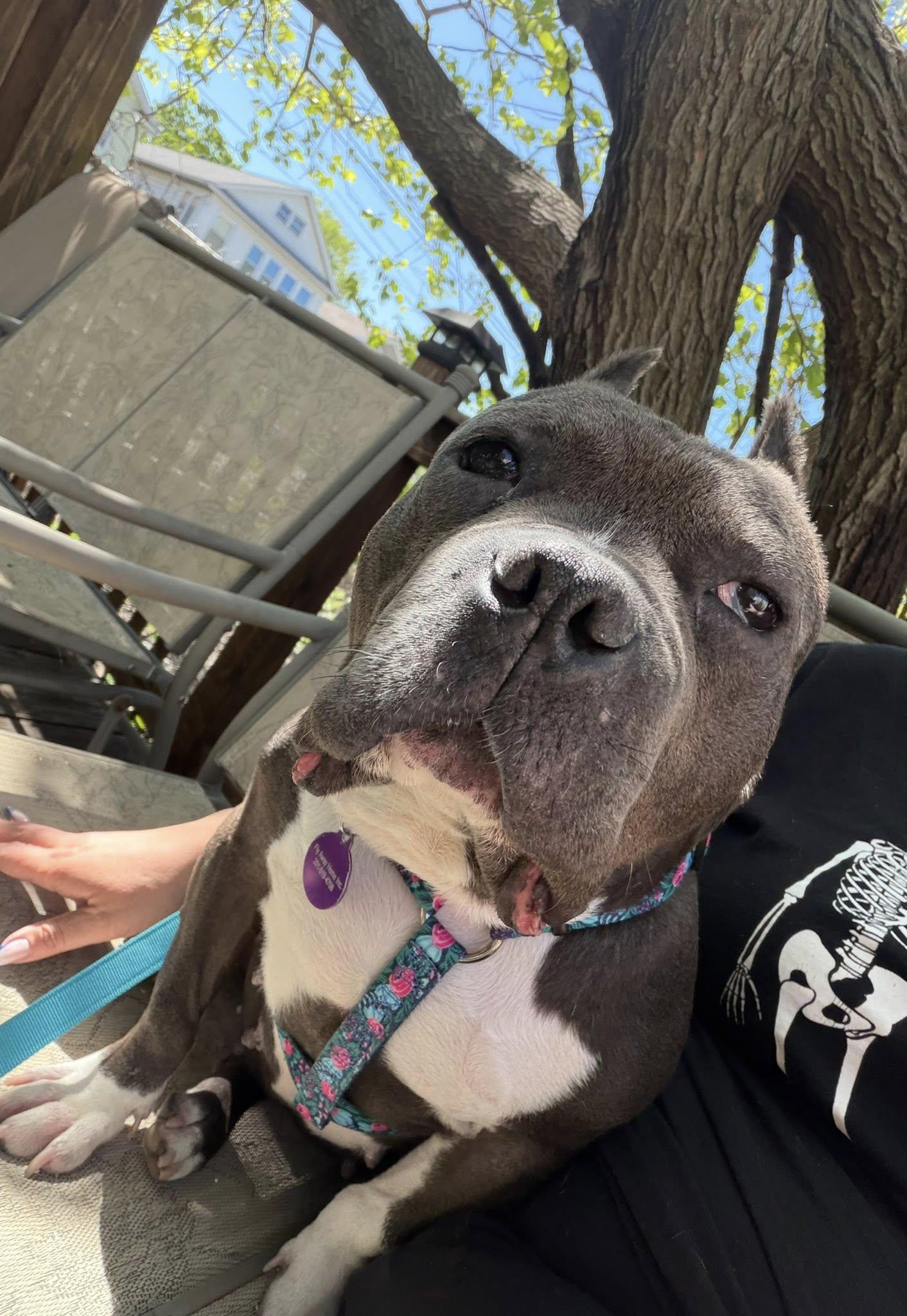 Laxmi, a ADOPTABLE mixed breed in Palisades Park, NJ image 4/6