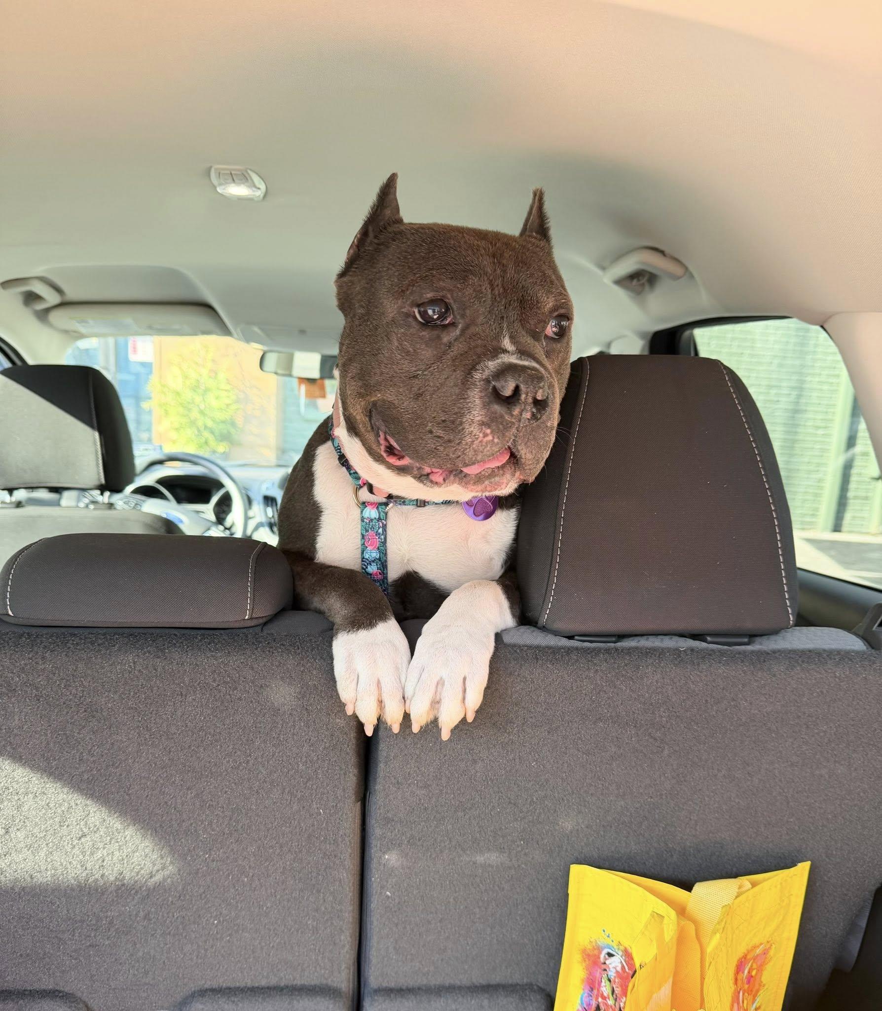 Laxmi, a ADOPTABLE mixed breed in Palisades Park, NJ image 5/6