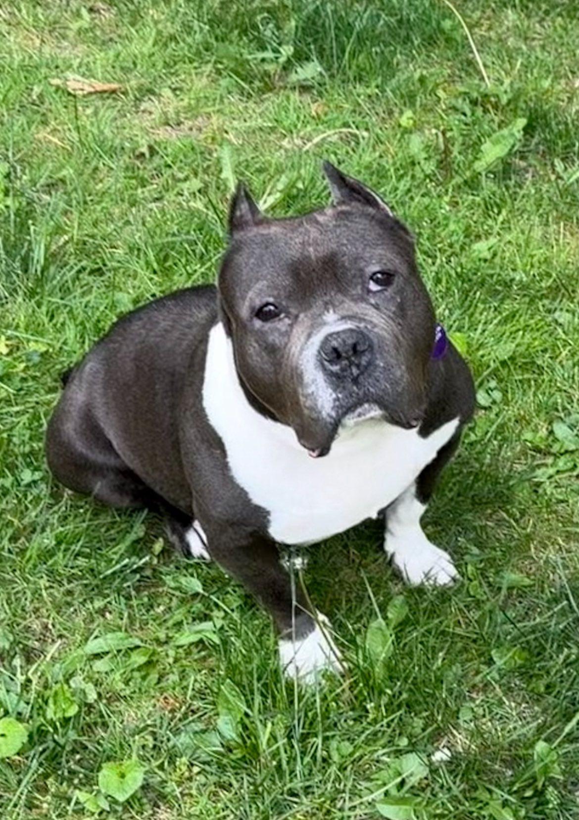 Laxmi, a ADOPTABLE mixed breed in Palisades Park, NJ image 2/6
