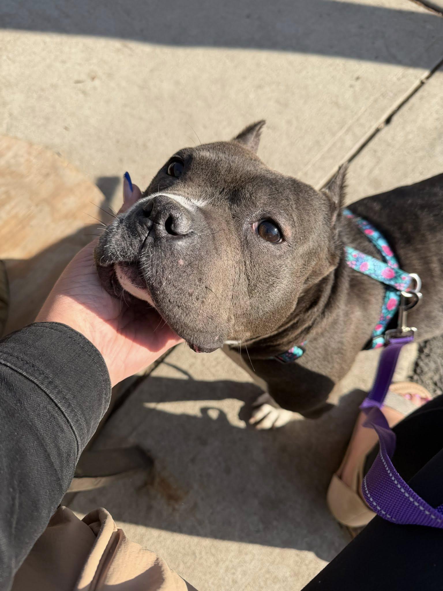 Laxmi, a ADOPTABLE mixed breed in Palisades Park, NJ image 6/6