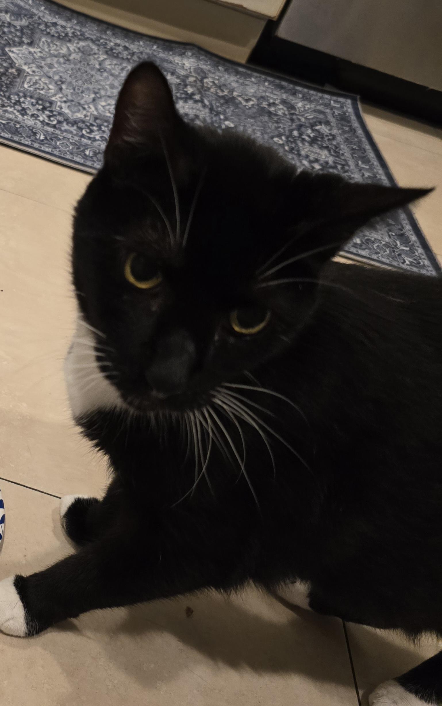 Enlarge Indie, a Adoptable Domestic Short Hair in St Petersburg, FL image 1/2