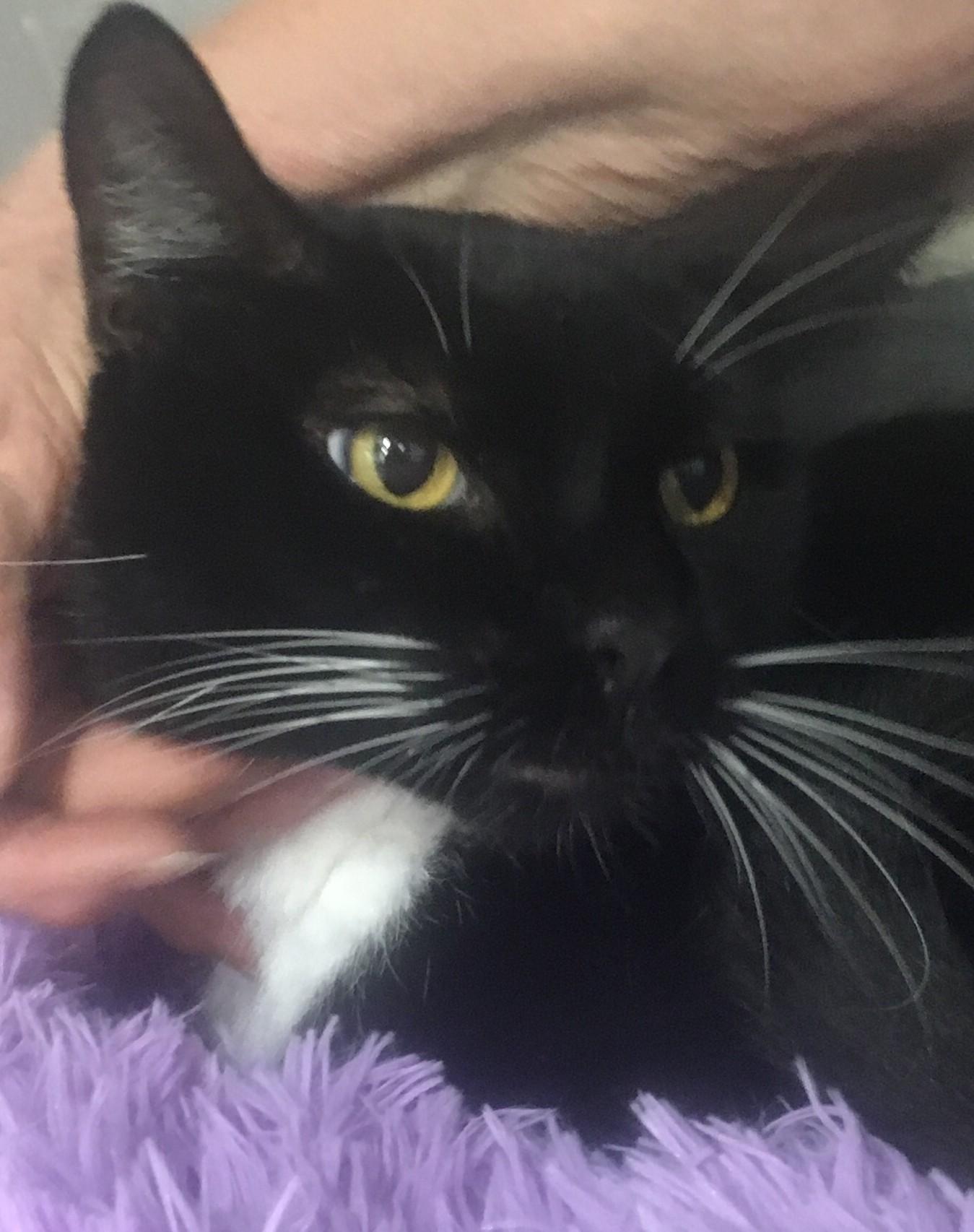 Enlarge Indie, a Adoptable Domestic Short Hair in St Petersburg, FL image 2/2