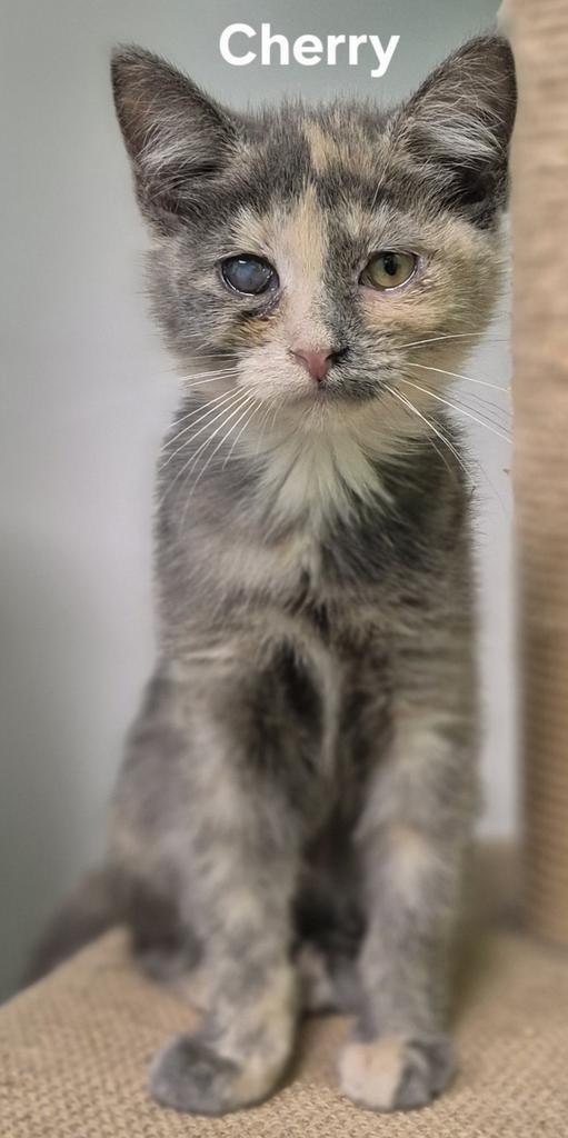 Cherry, Adoptable, Young Female Domestic Short Hair.