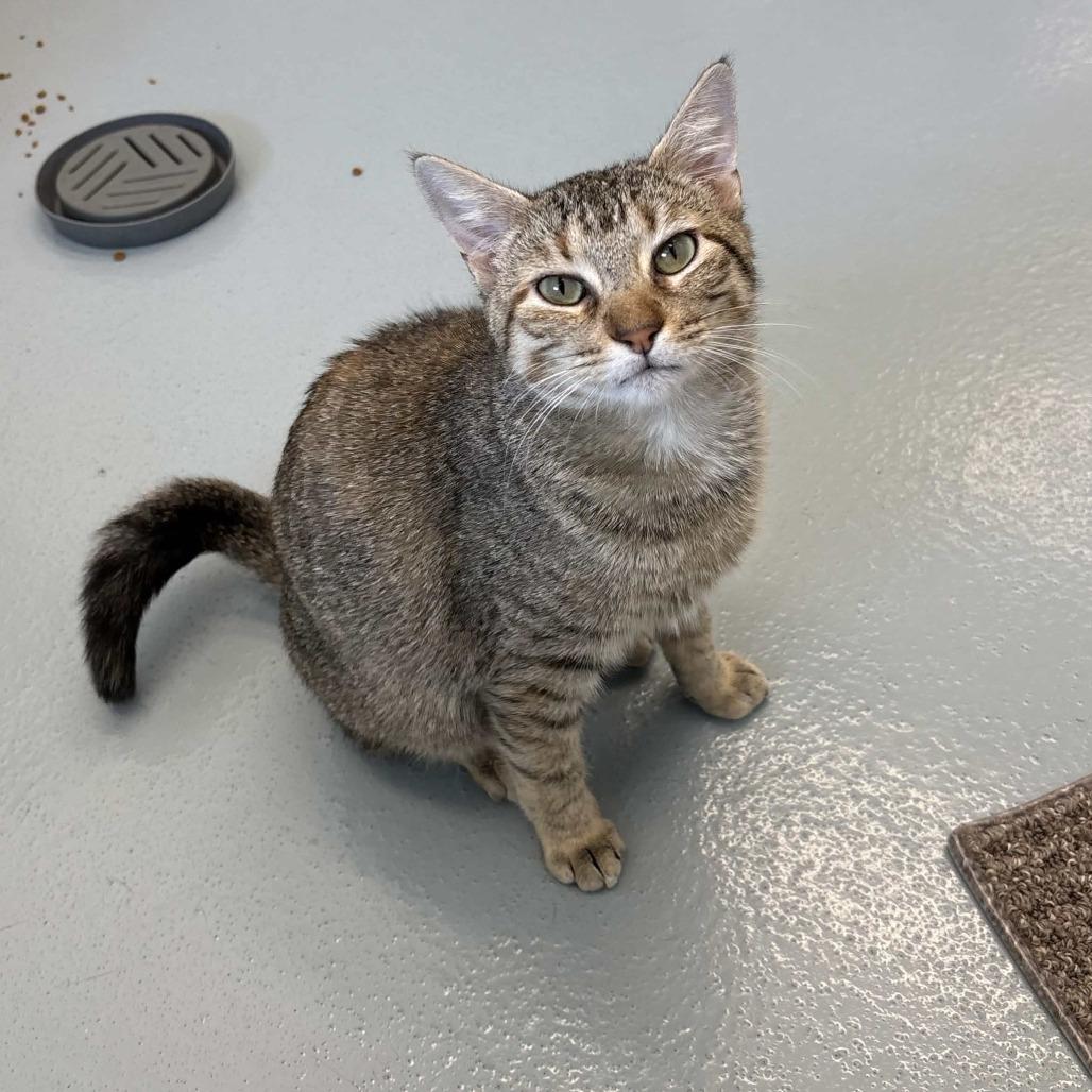 Peach, Adoptable, Young Female Domestic Short Hair.