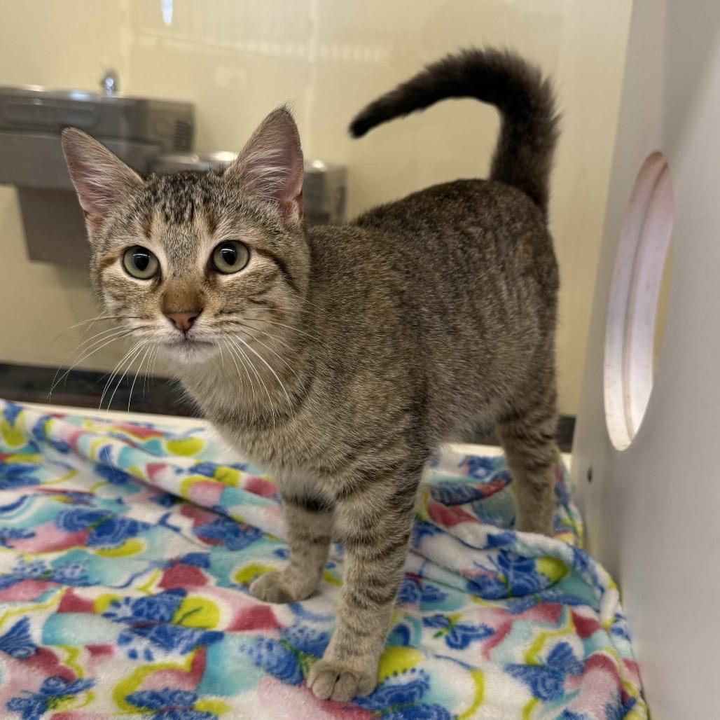 Peach, a Adoptable Domestic Short Hair in Beaumont, TX image 2/4