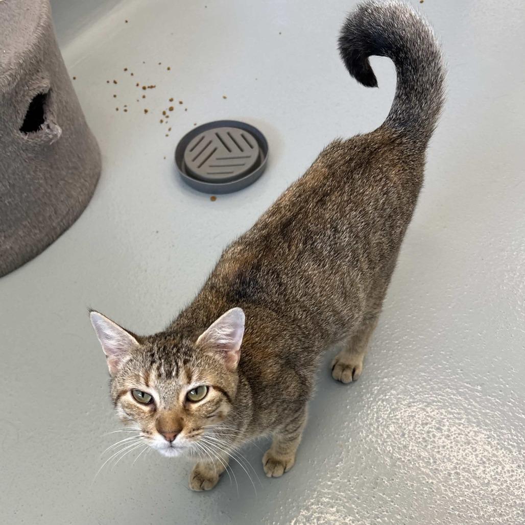 Peach, a Adoptable Domestic Short Hair in Beaumont, TX image 3/4