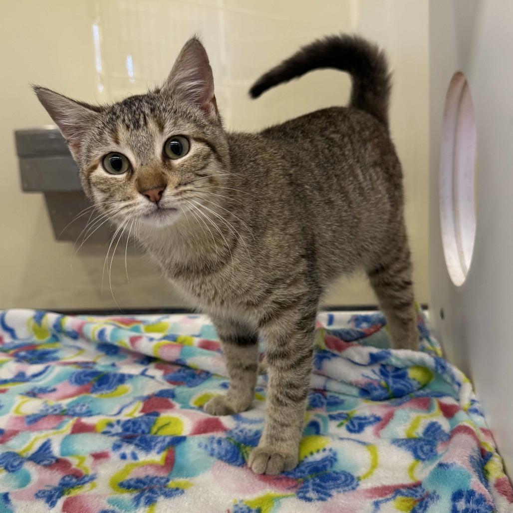 Peach, a Adoptable Domestic Short Hair in Beaumont, TX image 4/4