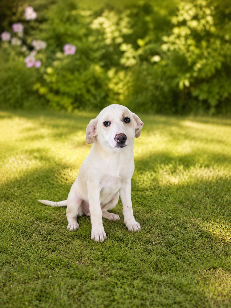Brady Bunch - Carol, a Adopted mixed breed in Oakland, MI image 1/3