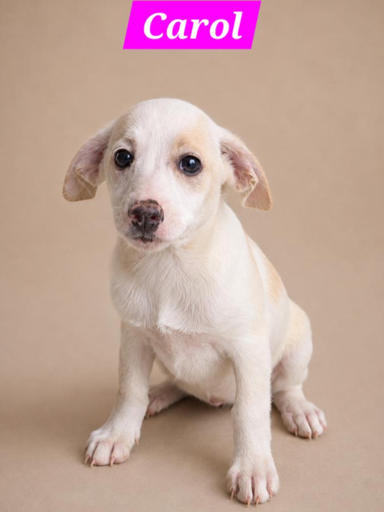 Brady Bunch - Carol, a Adopted mixed breed in Oakland, MI image 3/3