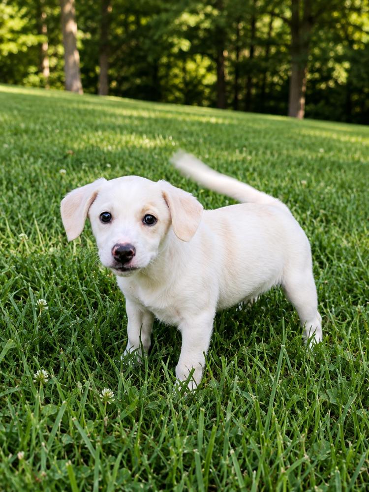 Brady Bunch - Carol, Adopted, Puppy Female Cattle Dog & Dachshund.